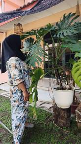 Monstera (live plant)