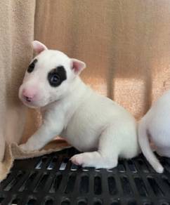 BULL TERRIER PUPPIES BT122 🐻 Girl