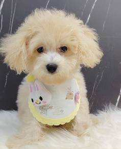 Maltipoo