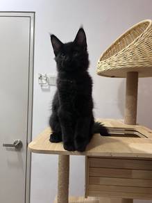 Mainecoon male black for sale