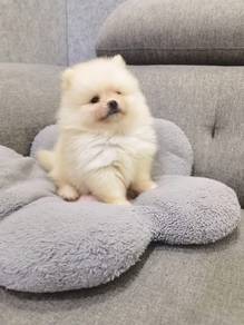 Tiny Pomeranian puppy male