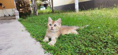 bsh golden