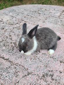 Rabbit grey white comel🐰🐰🐰🐰