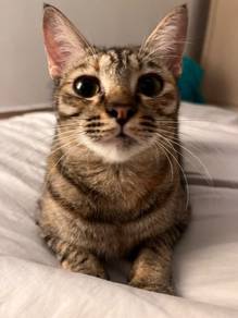 Tabby Domestic Short Hair Female Cat (11 Months)