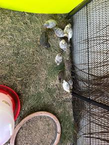 Selling Japanese Quail Ayam Puyuh mini size
