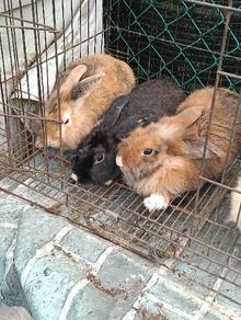 rabbit  5 month 