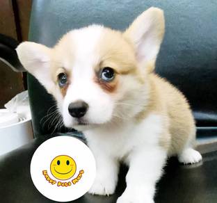 w7777 Welsh Corgi bi color pretty puppy