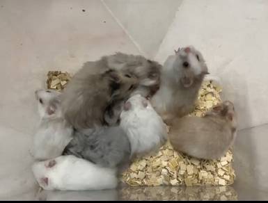 Hamster