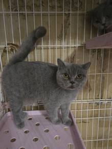 kucing bsh
