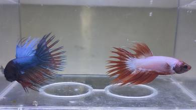 Crowntail Betta Fish Ikan Laga 