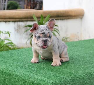 French bulldog