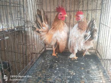 ayam katek