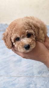toy poodle male