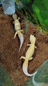 gecko pair ready breed