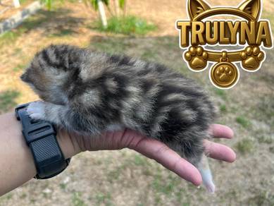 GOLDEN MARBLE BRITISH SHORT hair KITTEN BSH REHOME