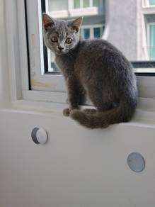 Grey female Cat for sale