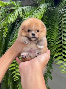 Tiny Pomeranian puppies 