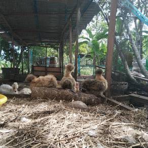 silkie chicken ayam silkie