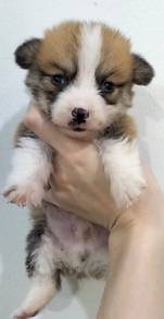 Corgi puppy mka and microchip