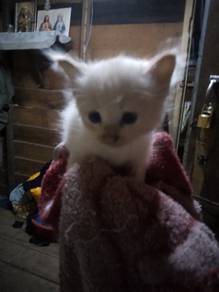 siamese red flame mixed tabby kitten