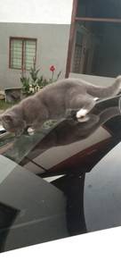 Bsh mix munchkin