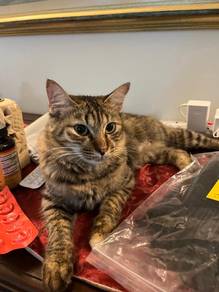 Tabby Domestic Medium Hair Female Cat (11 Months)