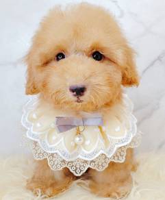 Poodle