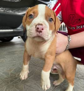 pitbull xll