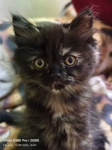 American curl mix dlh