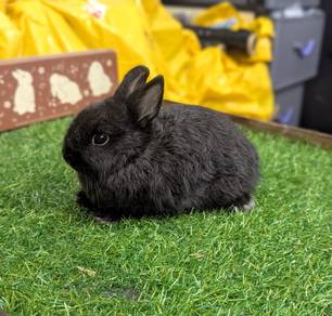 Arnab Netherland Dwarf Rabbit, CN