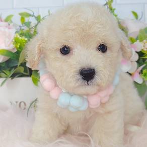 Poodle