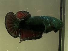 Betta Fish