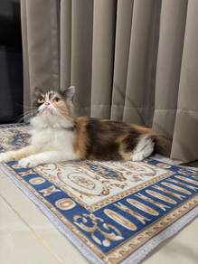 kucing female calico