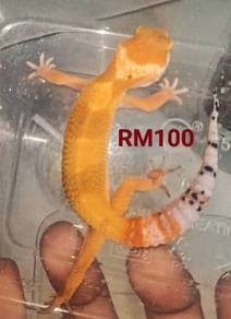 leopard gecko, gecko