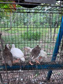 Anak Ayam Mutiara / Api api