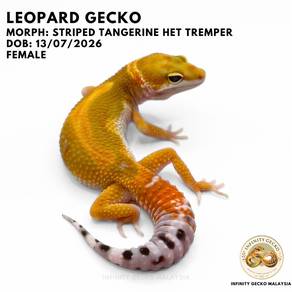 Leopard Gecko Striped Tangerine Het Tremper JB