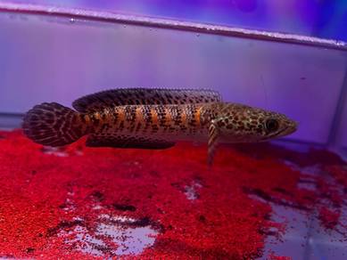 Ikan Channa fish Auranti Cobra-4.5 inci (ACS-11)