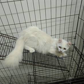 American Curl 