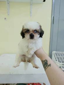 Shih Tzu puppy male promo price