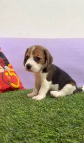 Beagle puppy good quality