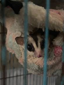 Sugar Glider