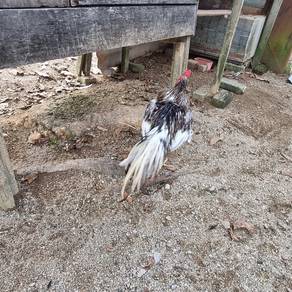 Ayam laga