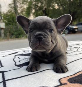 FRENCH BULLDOG PUPPIES 🌻S131 Charming Boy