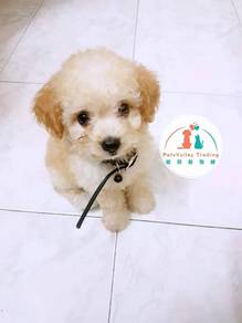 Poodle
