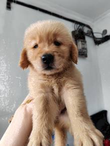 Golden retriever with mka