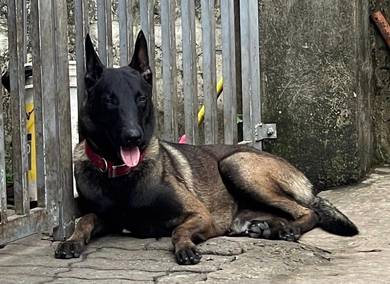 Purebred Belgian Malinois Puppies 