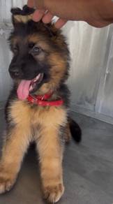 German shepherd (Pure Breed)