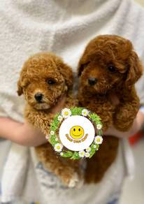 PP9223 Tiny Poodle puppies
