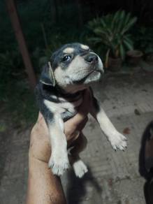 Cute puppies to adopt
