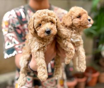 maltipoo4